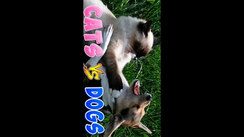 cat vs dog funny fighting moment