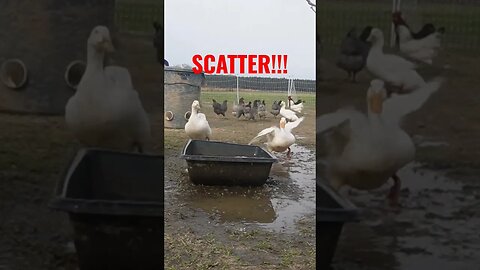 Fowl Cam! I'm pretty sure they scare their own selves regularly 😅 #shorts #ducks #chickens #farm