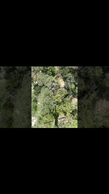 Injured hiker, Mount Wilson Trail, Angeles Forest.