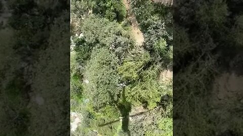 Injured hiker, Mount Wilson Trail, Angeles Forest.