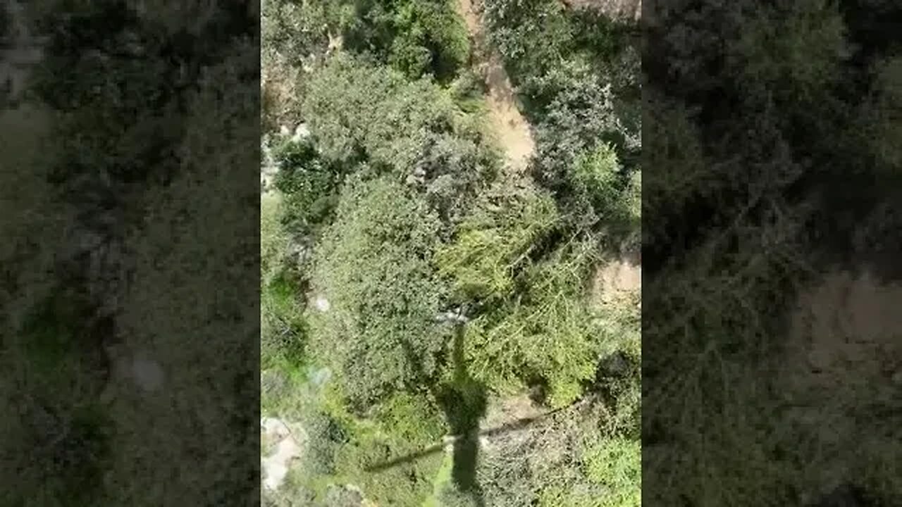 Injured hiker, Mount Wilson Trail, Angeles Forest.
