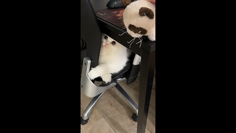 Cat Sees His Toy