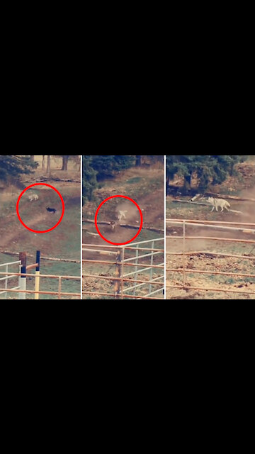 Dog: No wolf permitted here.. Help!!