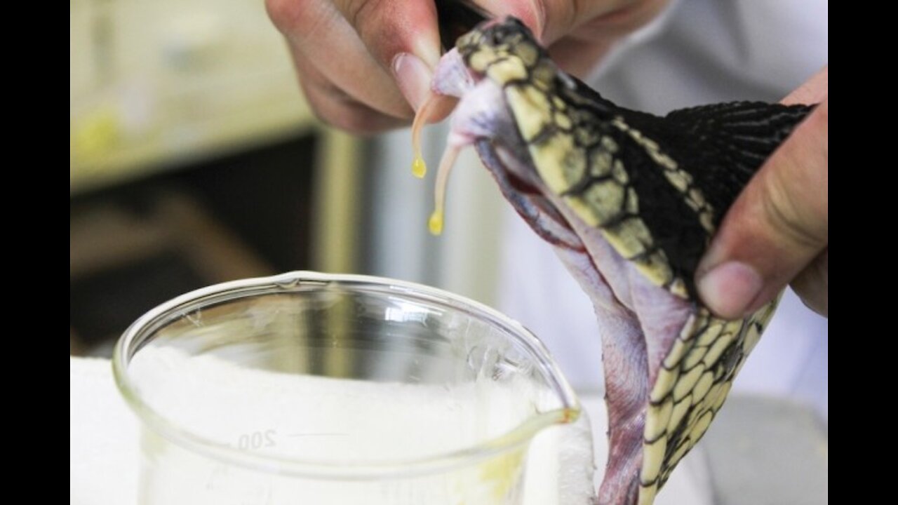 CÓMO LAS SERPIENTES MATAN A LOS HUMANOS