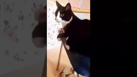 Funny cats Compilation #shorts