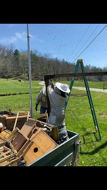 Caught a swarm today
