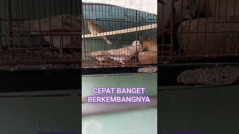 TERNAK BURUNG PUTER EMANG MENYENANGKAN #shortvideo #ternakburungputer