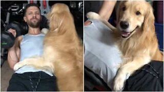 Cane non si stacca dal padrone nemmeno in palestra!