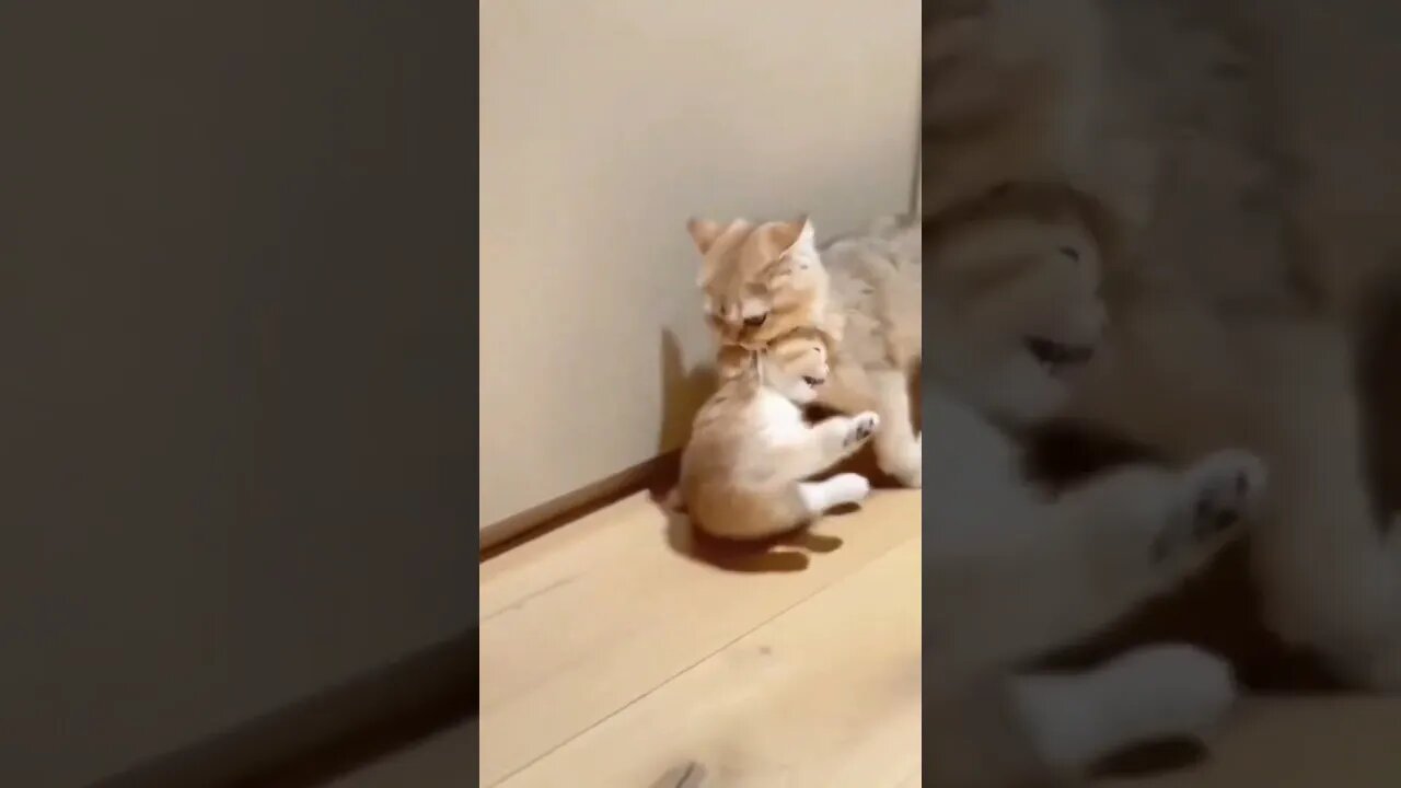 Cat sound #shorts #youtubeshorts #cat