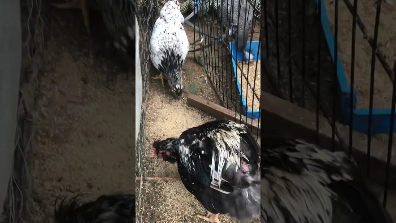 Cockerels and pullets growing up