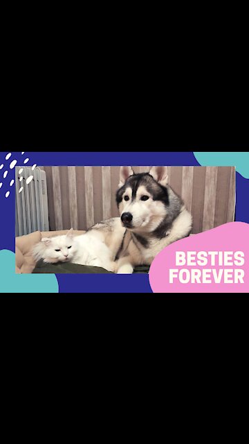 Cat loves giving her Husky best friend a massage