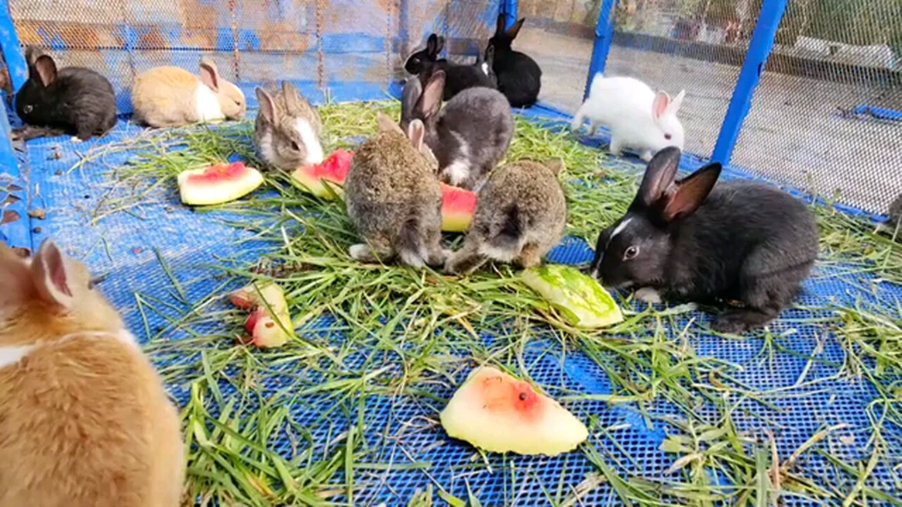 Cute Bunnies