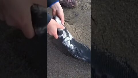 Never Touch a DEAD Whale!