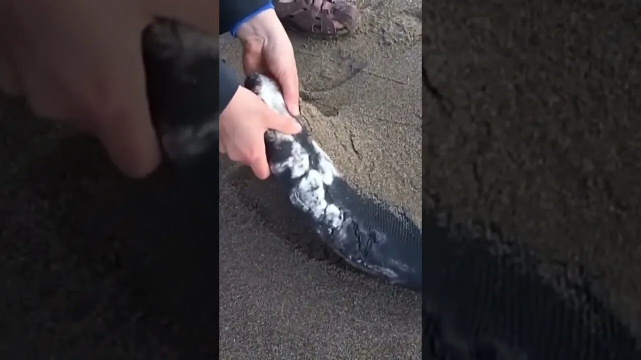 Never Touch a DEAD Whale!