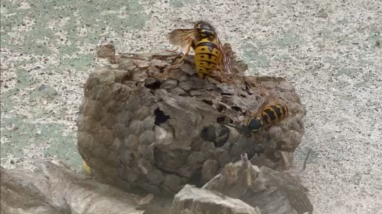 Wasps desperate to rebuild