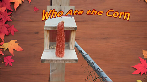 Who ate the corn?