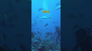 Tiger Shark scares us while diving!