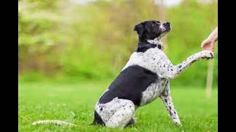 HOW YOU CAN SAFELY TRAIN YOUR DOG/DOGS COMPLETELY OFF THE LEASH!