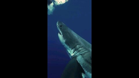 shark