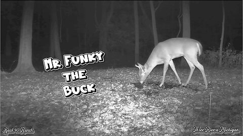 Buck with a funky looking Rack!