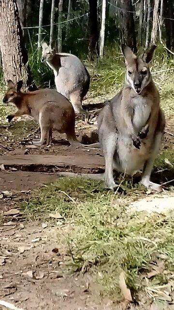 Sistra and the Next Generation - Your Mums and Dads Would Be So Proud!🥰🦘🦘🦘🦘💪🥰