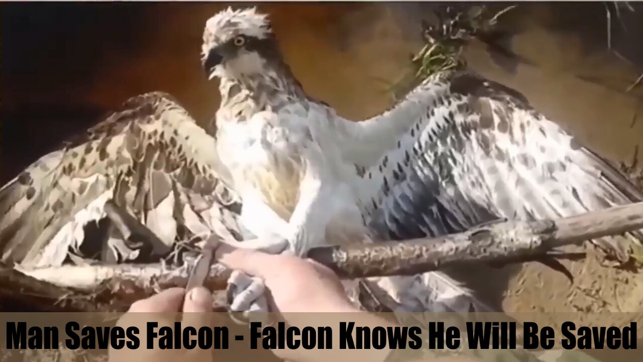 Man Saves Falcon - Falcon Knows He Will Be Saved - Wonderful.