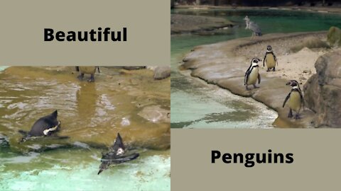 Penguins at the zoo