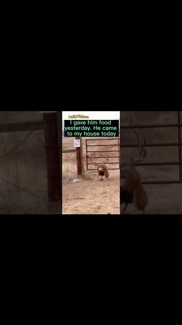 He knows how to get along with horns - DEER #smart #deer