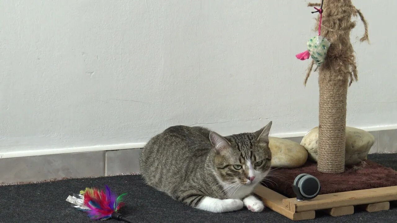 Funny Cat Is in His Toy Corner