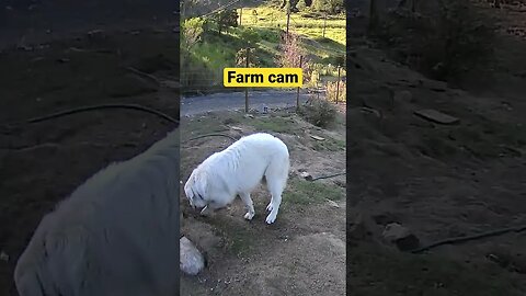 Monitoring Farm Animals