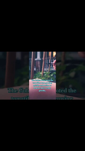 Tracking the growth of the electroculture gardening #electroculture #shorts #garden