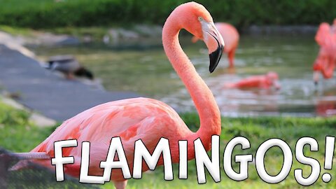 FLAMINGO Animals For Kids