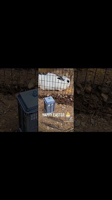 🐣#TARDIS VS #RABBITS #HAPPYEASTER 🐣 #EASTER #VOTD #DONALDFAGEN #SPRINGTIME #SUBSCRIBE #SHORTS