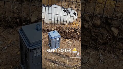 🐣#TARDIS VS #RABBITS #HAPPYEASTER 🐣 #EASTER #VOTD #DONALDFAGEN #SPRINGTIME #SUBSCRIBE #SHORTS