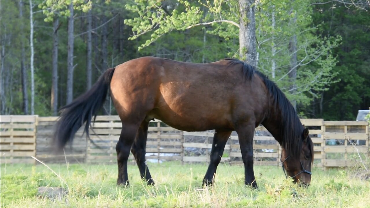 Alamo's First Day in the Pasture