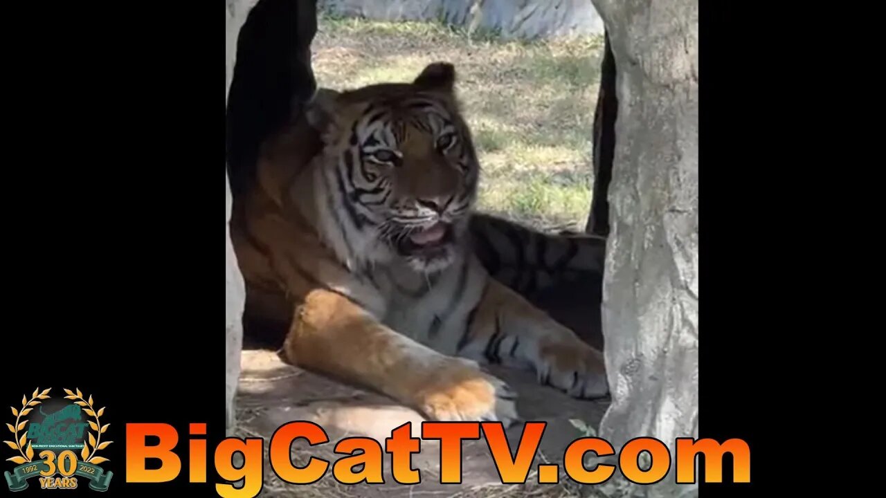 Follow Carole and Steph for evening meds and snacks @BigCatRescue 04 06 2023