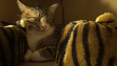 Cute Cat Sits Between Two Shoes