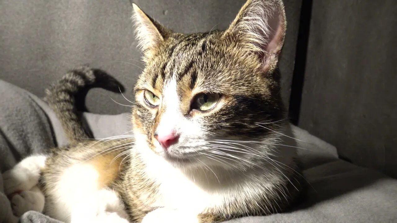 The Irresistible Cat Nose Must Be Touched