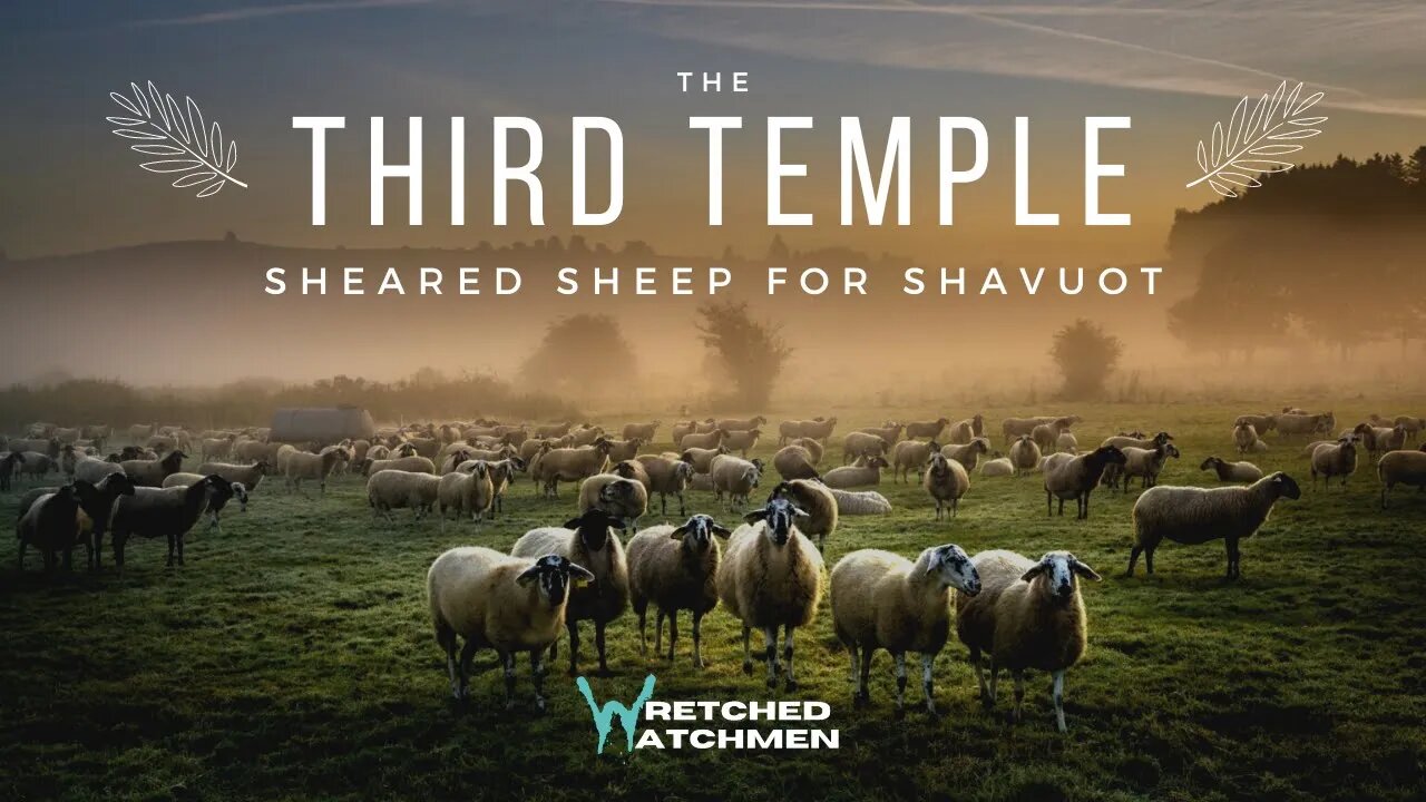 The Third Temple: Shearing Sheep For Shavuot