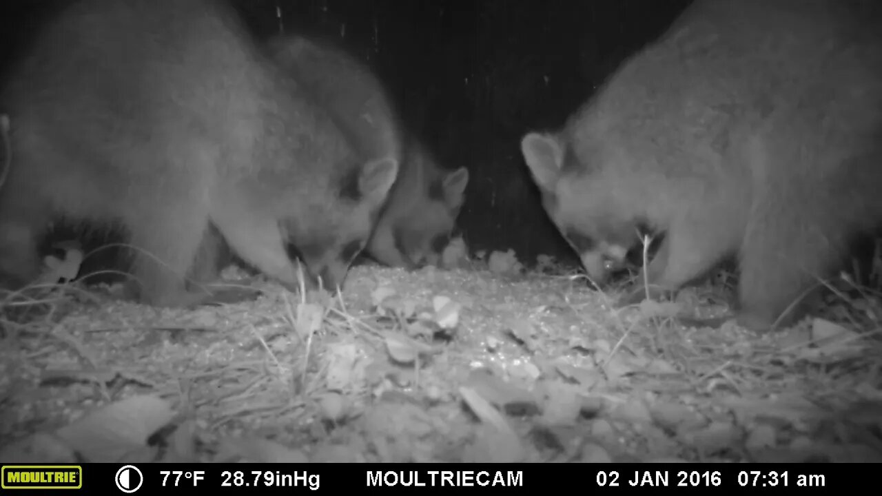 3 Minutes ⏰of Raccoons🦝 Partying🥳 #party #cute #funny #animal #nature #wildlife #trailcam #farm