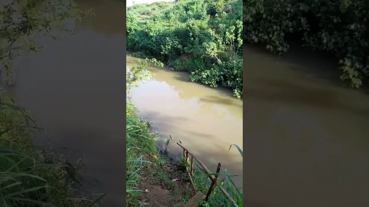 Relaxing bird sounds in river #relaxing #sleep #windsounds #birdsounds #viral #chill #river#nature