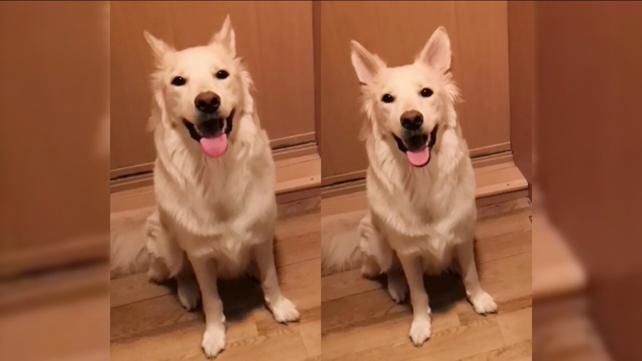 Beautiful dog is very glad to fan on a hot day)