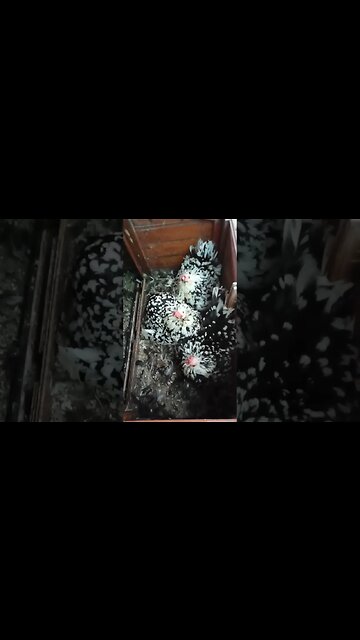 Good morning Belgian D'uccle's sitting on eggs