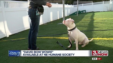 David Bow Wowie available at NE Humane Society