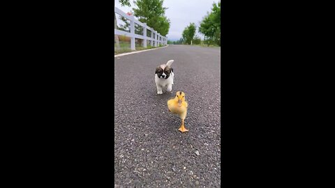 Puppy Playing