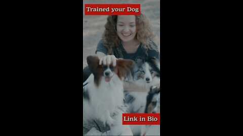 Cat and dog funny videos _complation