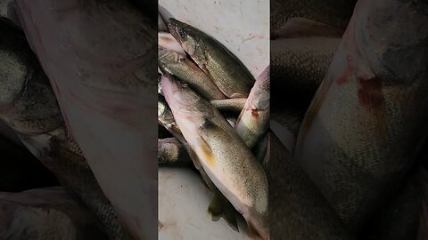 June 7th smoke show on lake erie walleye! crew limit early! trutrips and spoons!