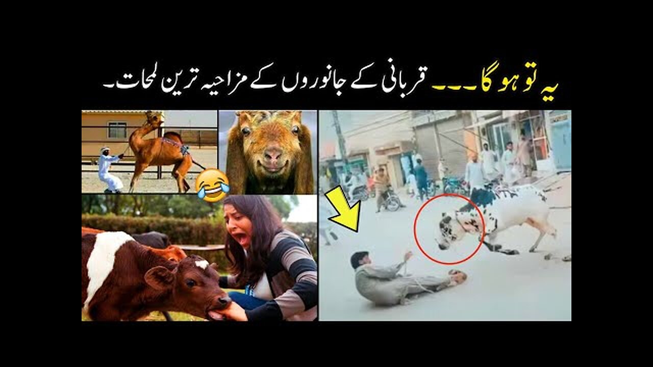 funniest moments of qurbani animals 😅 part:-5 | qurbani funny animals|funny animals 😂