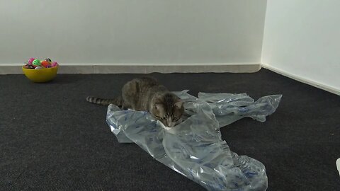 Cat Loves to Play with Wrapping Material