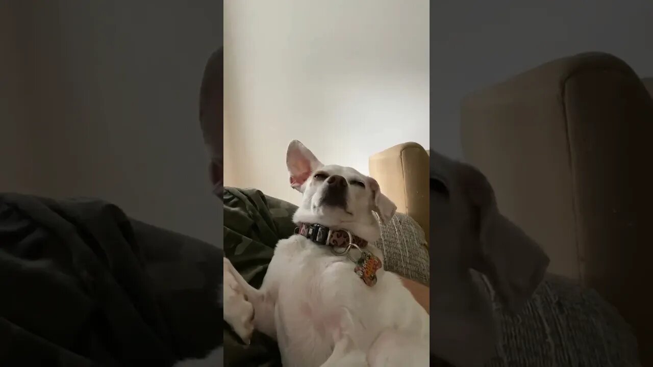 I think my dogs on drugs.